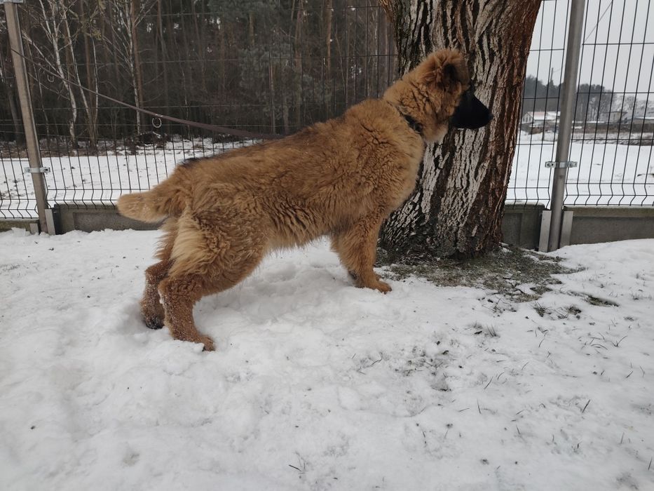 Owczarek niemiecki suczka