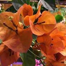 Бугенвілії підрощені