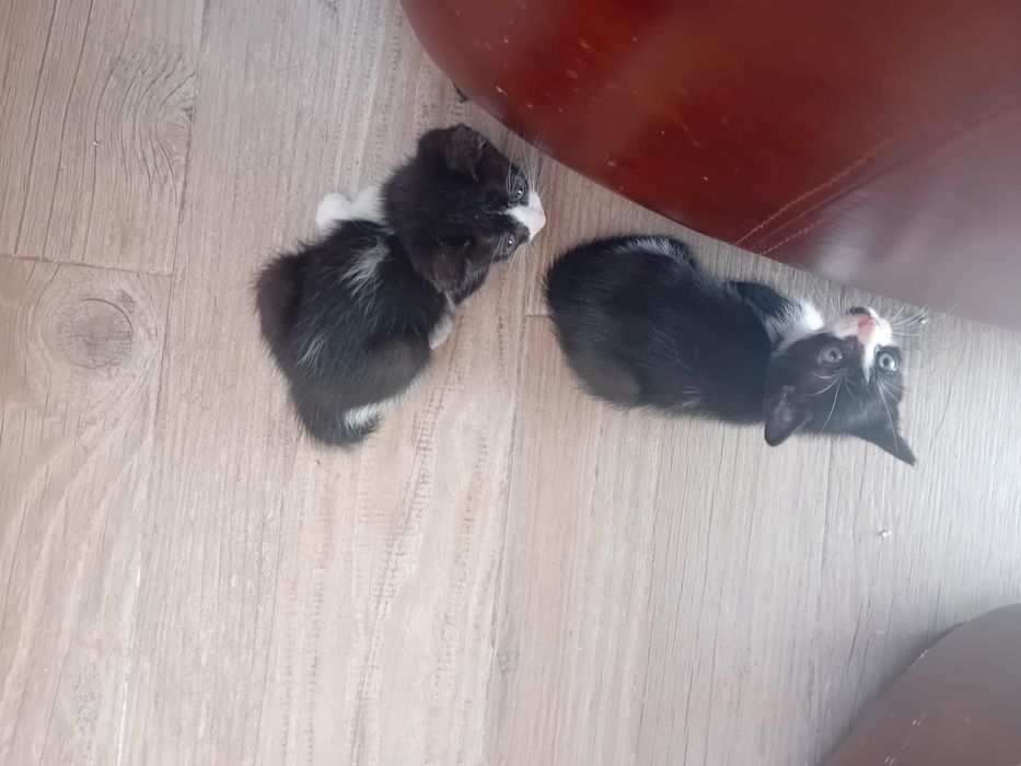 Gatos bebes para dar