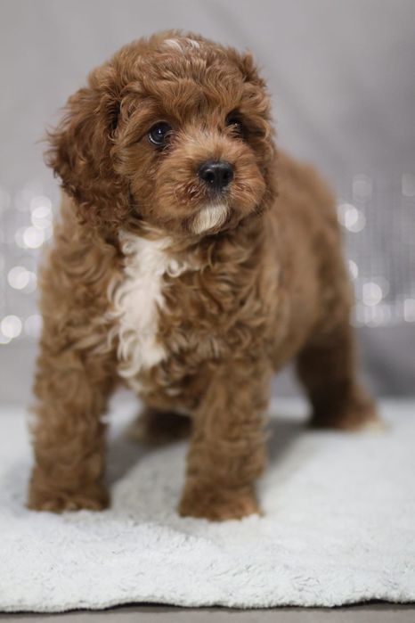 ***Śliczny Cavapoo**
