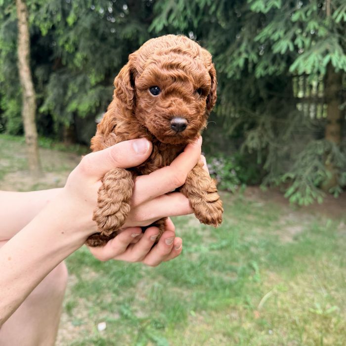Malutki Pudel Toy red brown