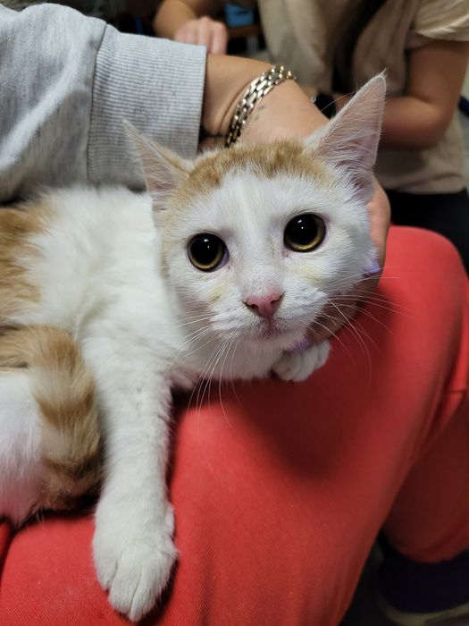 Tissaia - biało-ruda kotka do adopcji