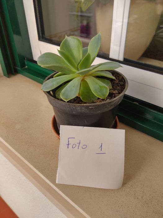 Suculentas. Ótimas para presentes.