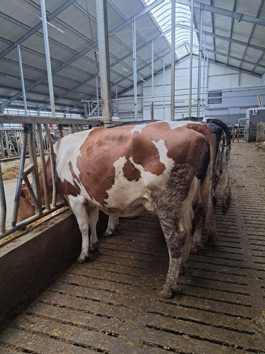 Sprzedam pierwiastki