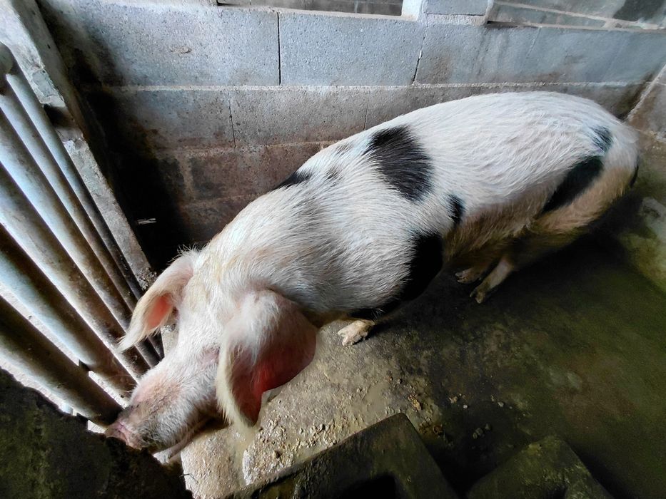 Vende-se Porcas vivas