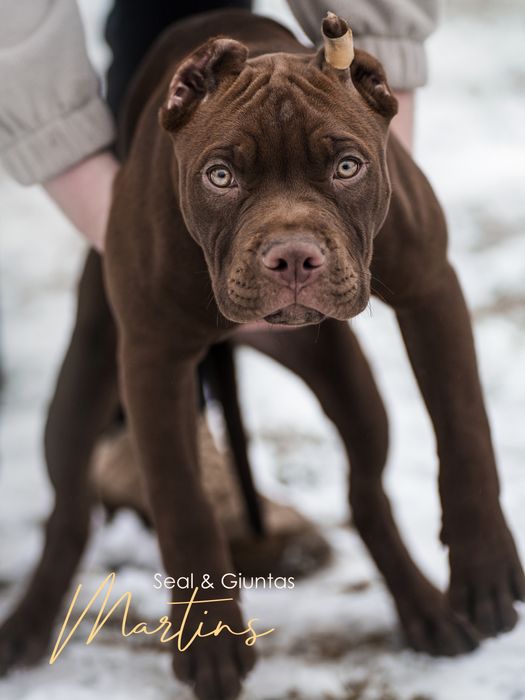 Пітбуль хлопчик Мартінс та Кевін
