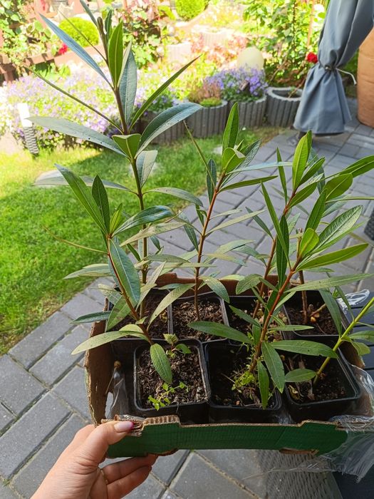 Oleander sadzonki z nasienia 2 letnie