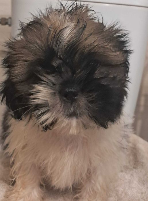 Shih Tzu szczeniaki
