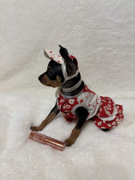 Той терʼєри міні та стандарт