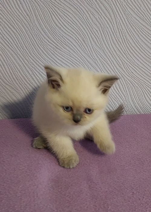 Кошенята плюшові шотландці