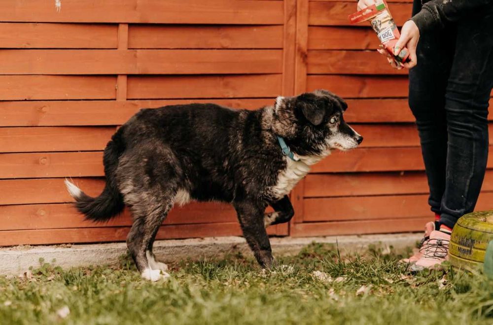 Homer jesień życia spędza w schronisku, czekając na cud... Adoptujesz?