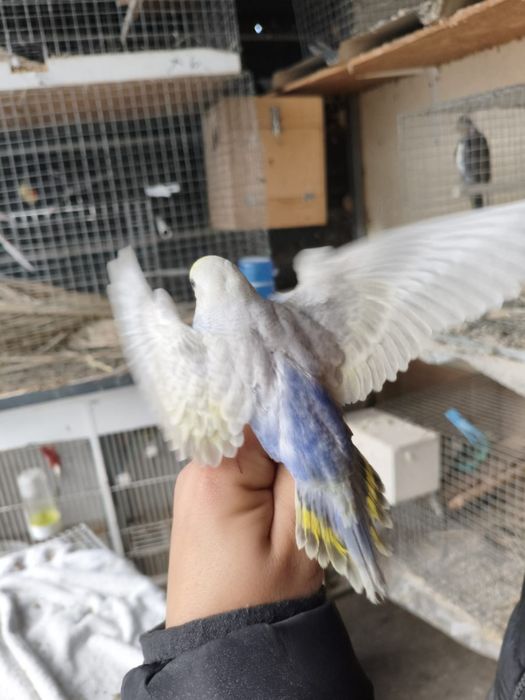 Piriquitos arco iris