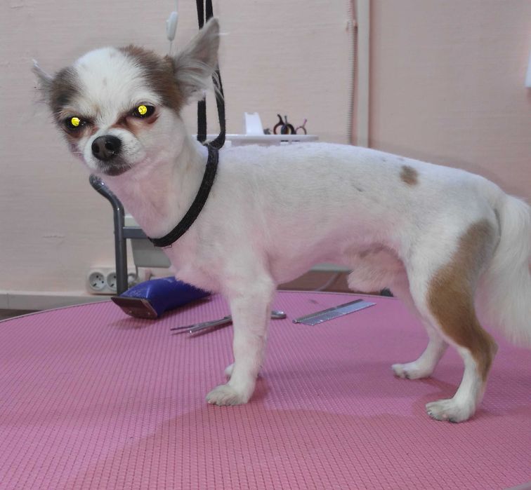 Алексеевка Стрижка котов и собак, Недорого!возможен выезд к Вам на дом