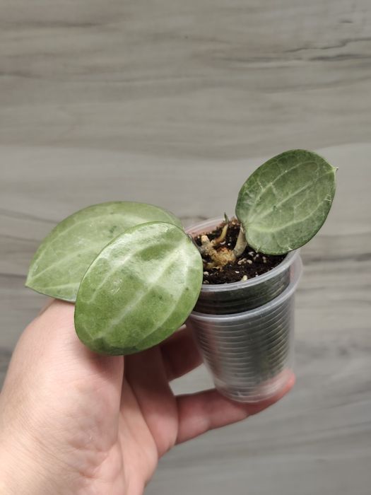 Хойя Hoya Mitrata Silver, Latifolia silver та ін.