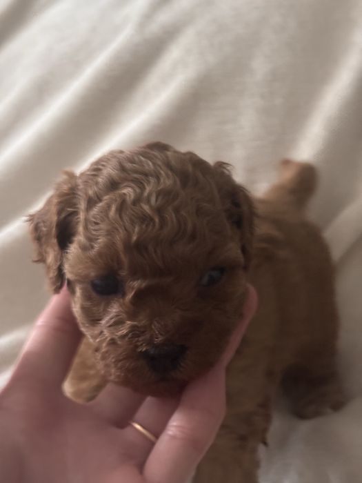 Мальтипу щенки мини