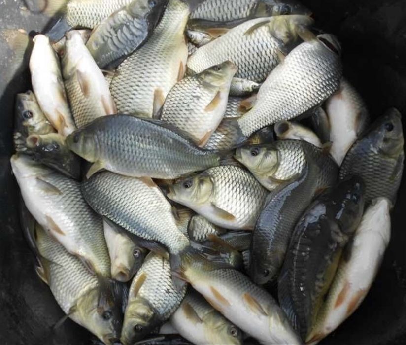 Продаж малька Карпа