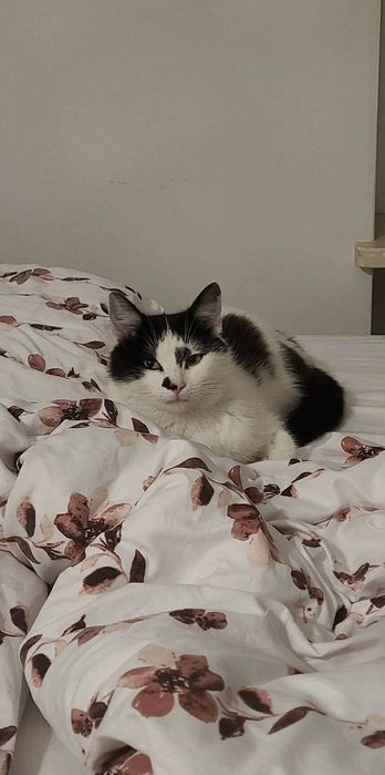 Lucynka do adopcji!