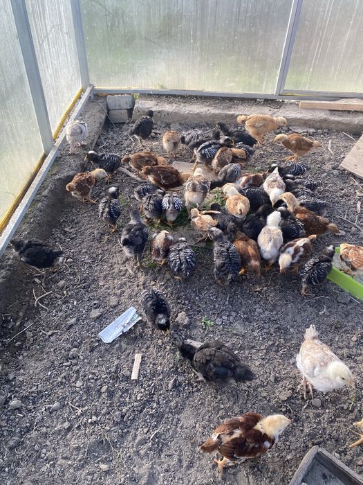 Kurczęta  4 tygodniowe