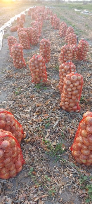 Продам цибулю на зберігання