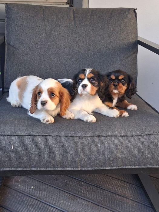 Cavalier King Charles Spaniel  - dziewczynki