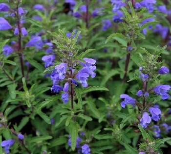 Семена Змееголовника (мелисса турецкая, маточник), семена Киев