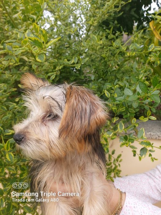 Linda menina  Yorkshire terrier