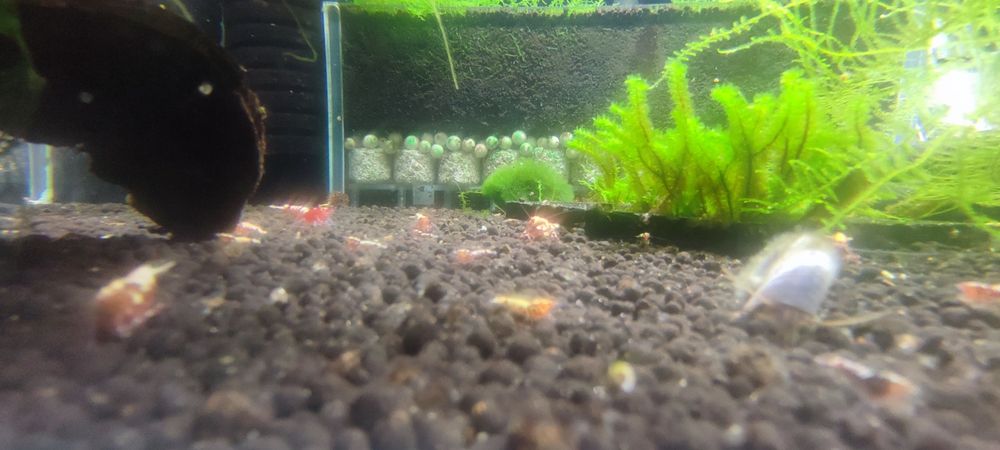 Krewetki Caridina Galaxy  Pinto Zebra Red