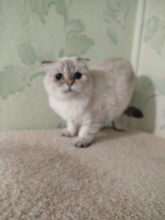 Шотландська віслоуха колорна дівчинка