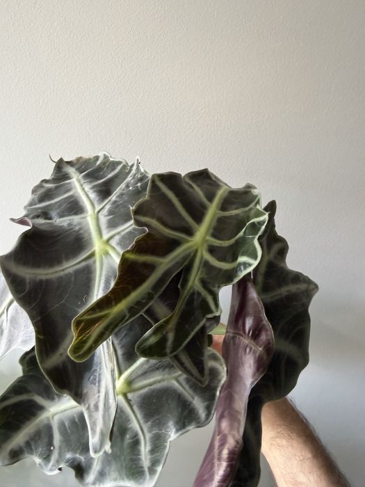 Alocasia amazonica