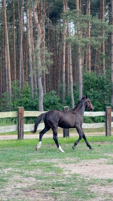 Sprzedam klacz śląską