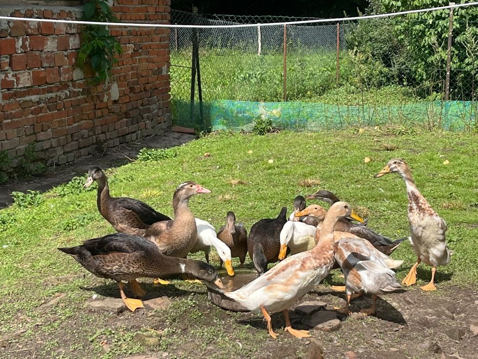 Sprzedam kaczki do chowu