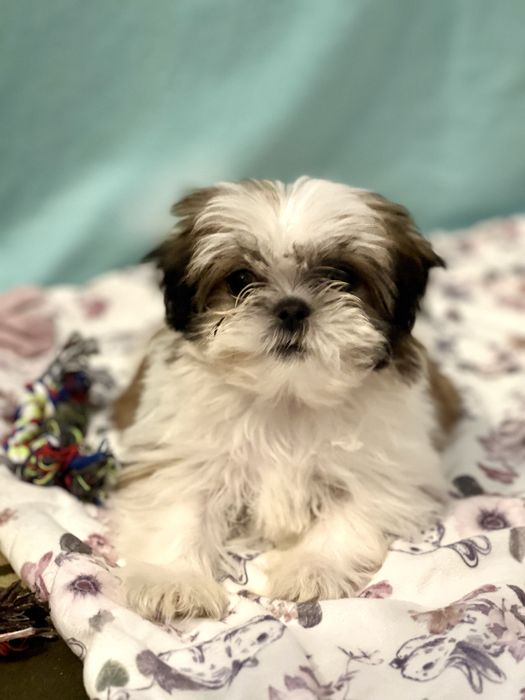 Śliczna miniaturka Shih Tzu- SUCZKA GOTOWA DO ZMIANY DOMKU