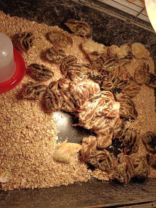 Przepiórki japońskie