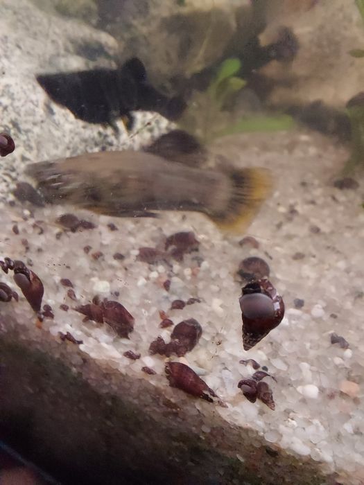 Ślimaki świderki cena za 10 sztuk