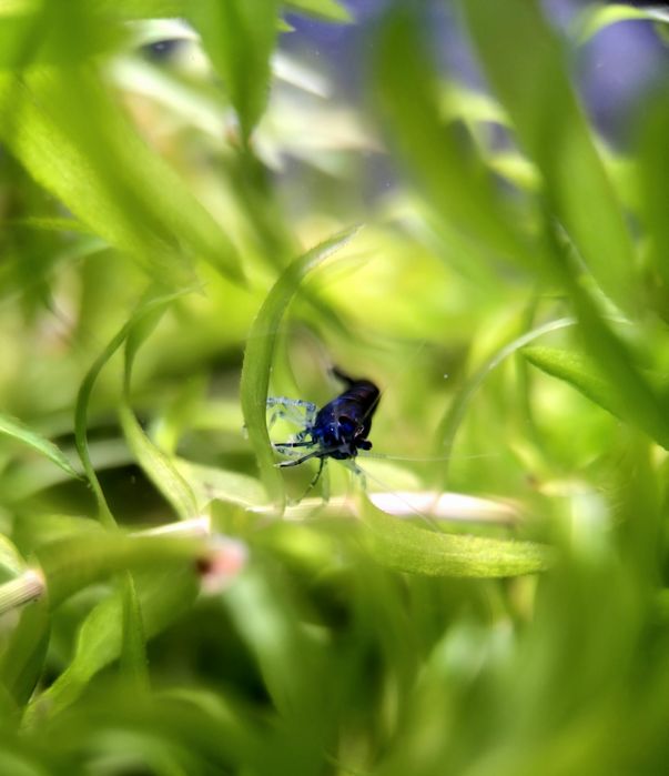 Krewetki Blue Diamond   Promocja!