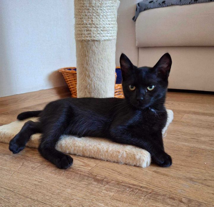 Ищет дом маленький котёнок мальчик!