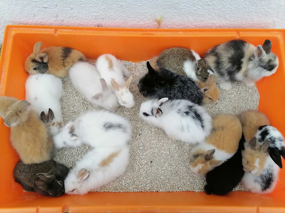 Vendo coelhos anões / 
Aves domésticados +Gaiola Nova