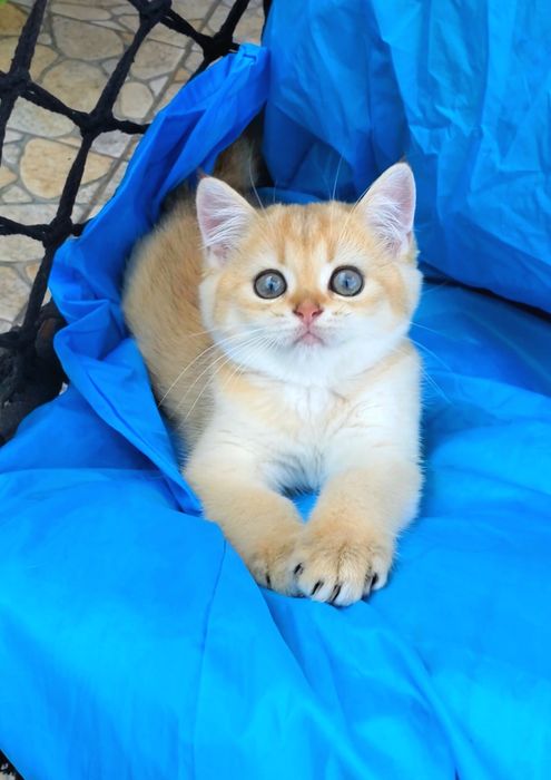 Ручные малышата. Котята золотая шиншилла.