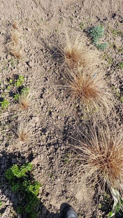 Kostrzewa sina i turzyca 10 szt.