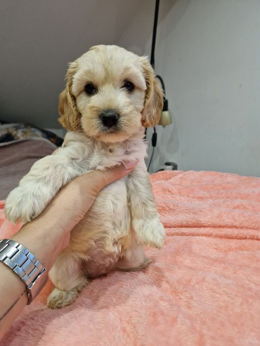Suczka cockapoo biszkoptowa