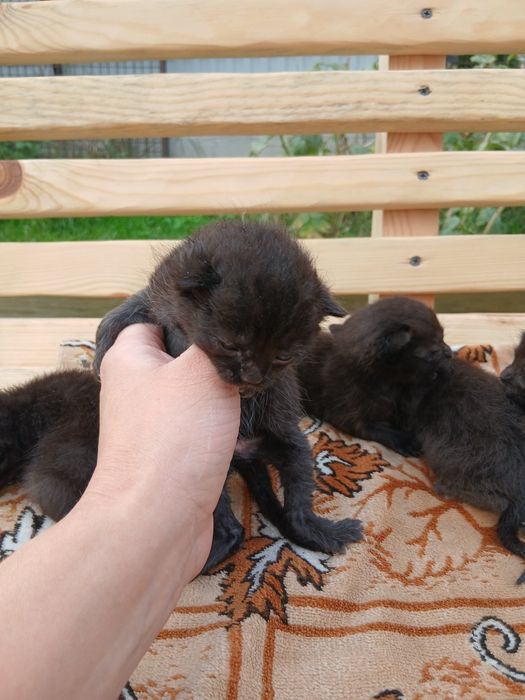 Відам кошенят безкоштовно кошеня