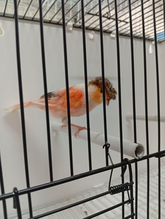 Canários machos raça