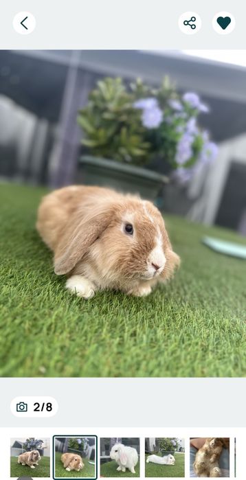 2 Coelhos anoisProcura uma casa que meus coelhas ( tem 7 /9 meses ) ,