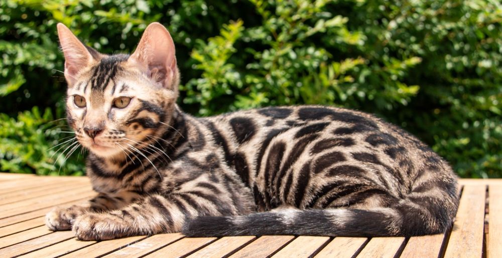 Bengal Brown com grandes rosetas e excelente contraste