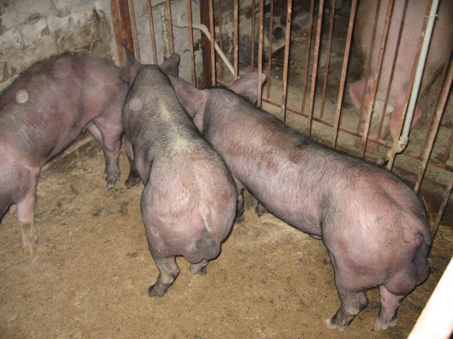 Продам поросята хрячков и свинок Пьетренов ,беркширов в чистоте