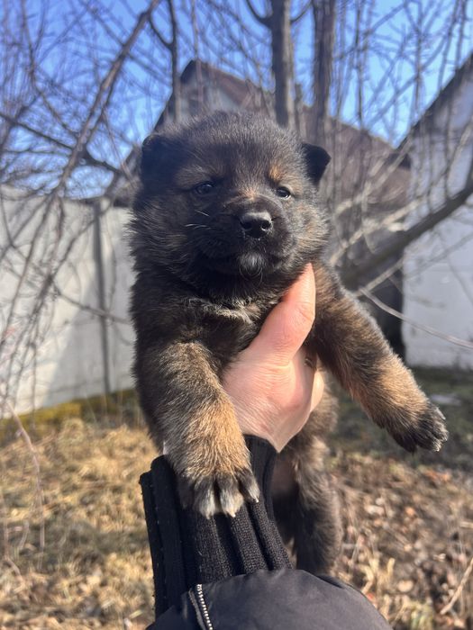 Продам щенков овчарки переводняк