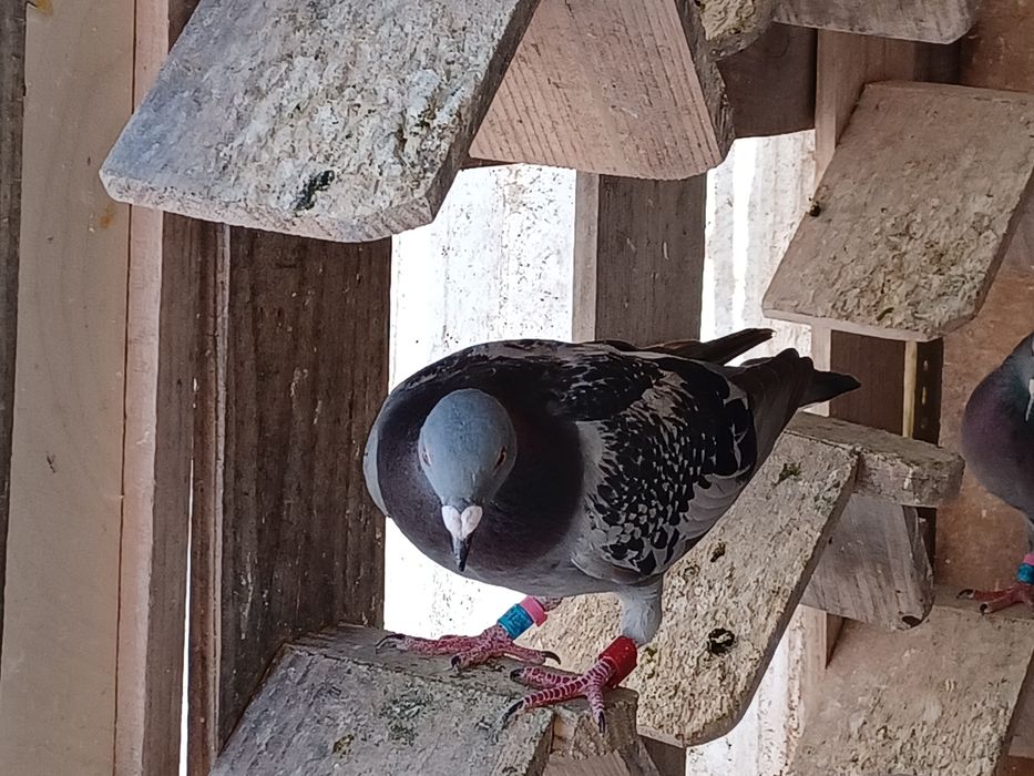 Pombos machos para cedencia