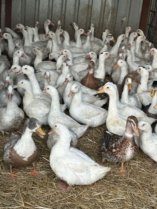 Kaczki Pekin i mulard