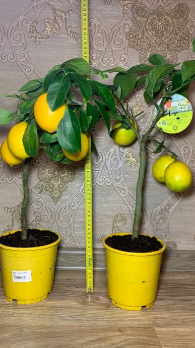 Лимон   Мейєра