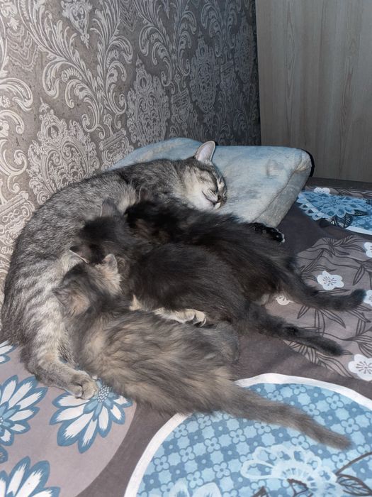 Котики у добрі руки